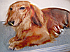 愛犬のルプセ